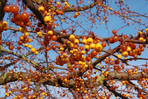 Malus 'Coccinella'®
