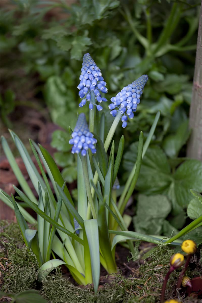 Muscari armeniacum 'Big Smile'