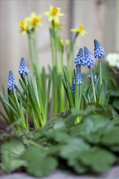 Muscari armeniacum 'Big Smile'