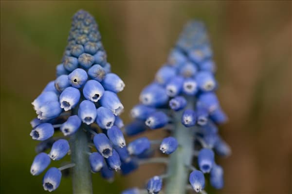 Muscari armeniacum 'Big Smile'