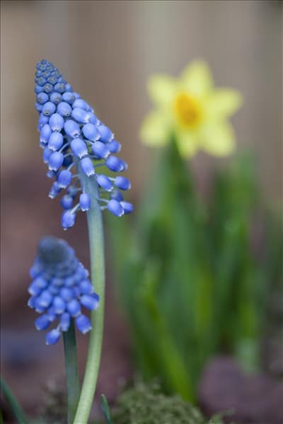 Muscari armeniacum 'Big Smile'