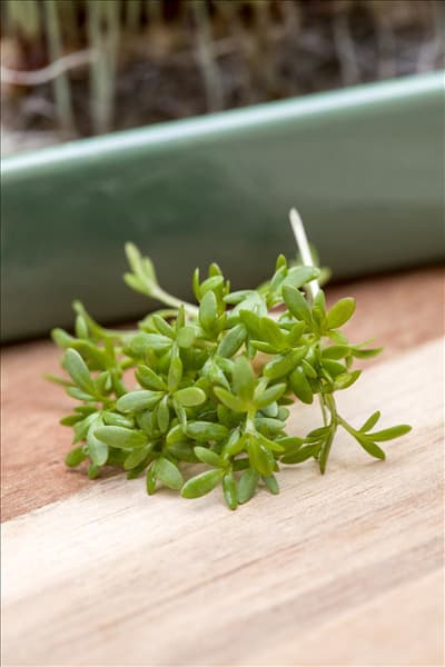 Lepidium sativum