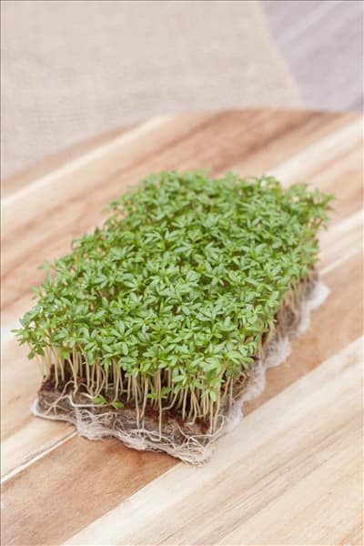 Lepidium sativum
