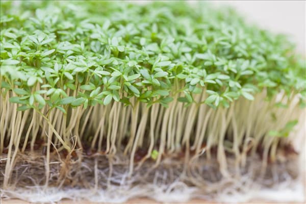 Lepidium sativum