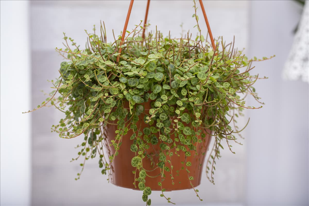 Peperomia prostrata