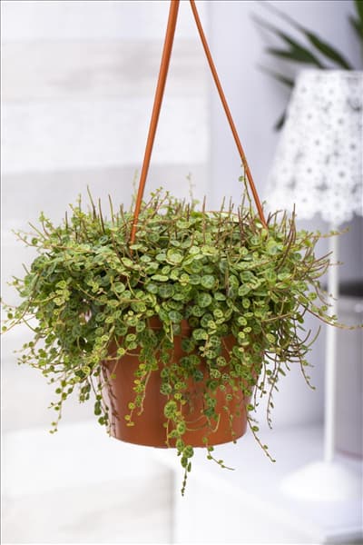 Peperomia prostrata