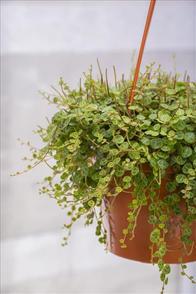 Peperomia prostrata