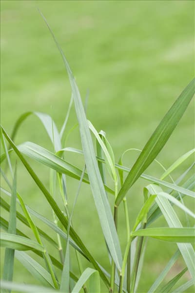 Panicum virgatum 'Hänse Herms'