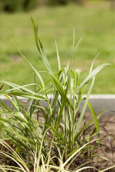 Panicum virgatum 'Hänse Herms'