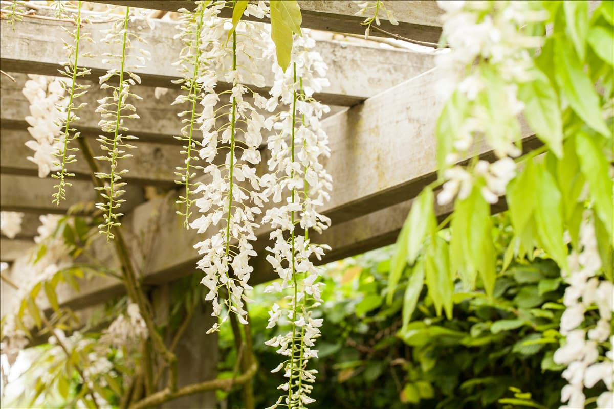 Wisteria floribunda