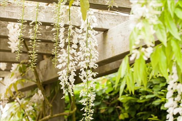 Wisteria floribunda 'Alba'