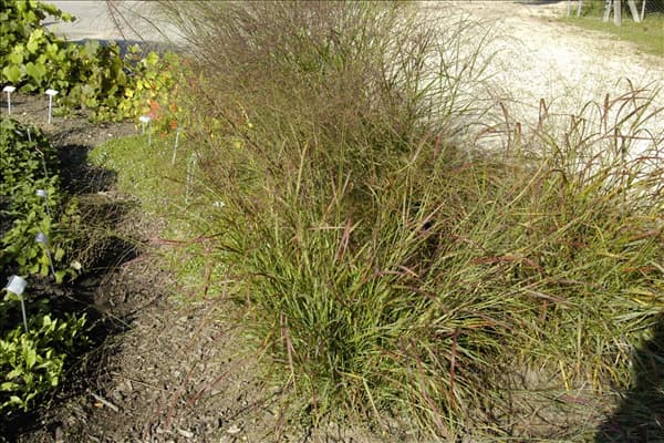 Panicum virgatum 'Hänse Herms'