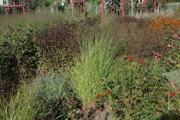 Panicum virgatum 'Hänse Herms'