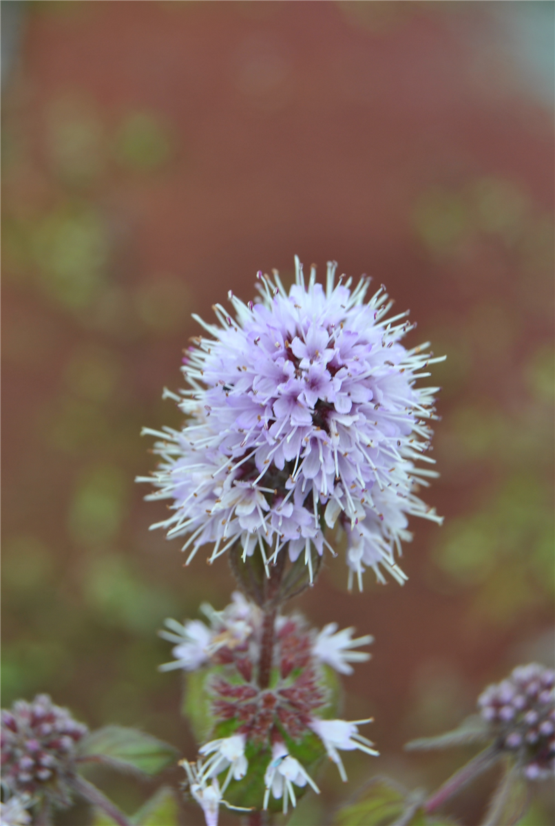 Mentha aquatica