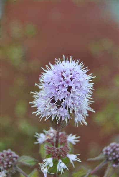 Mentha aquatica