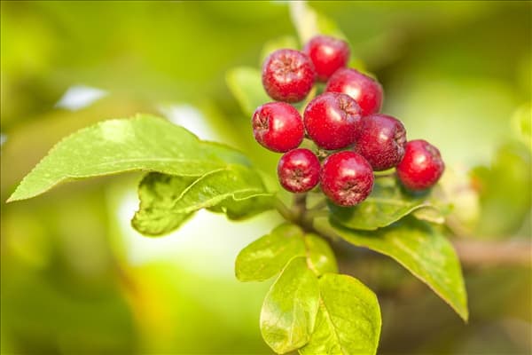 Malus