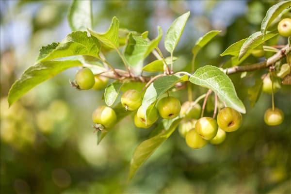 Malus