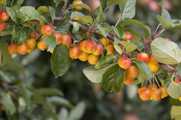 Malus