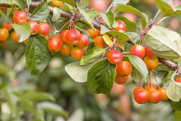 Malus