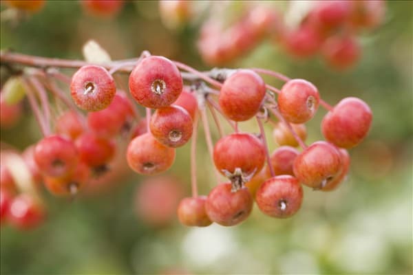 Malus