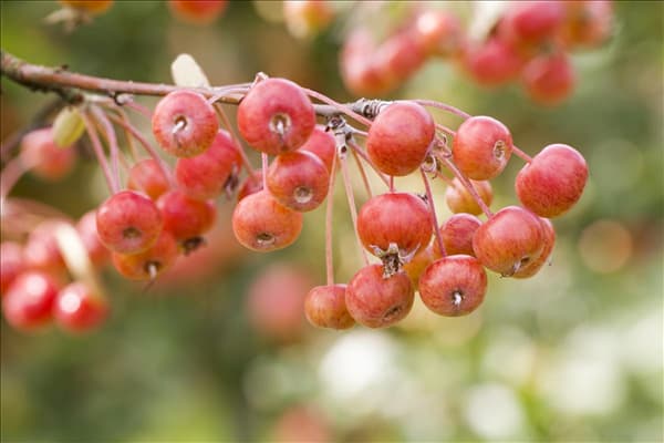 Malus