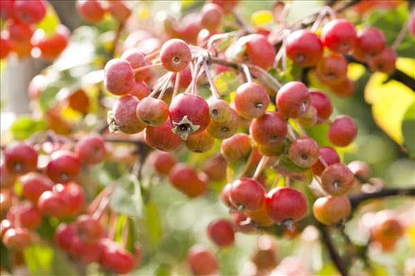 Malus