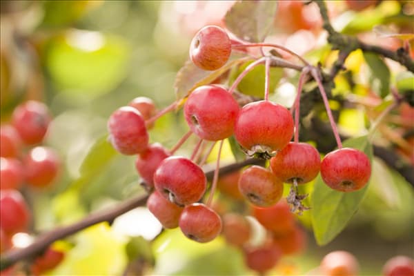 Malus