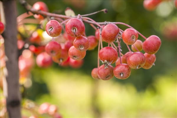 Malus