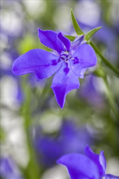 Lobelia erinus