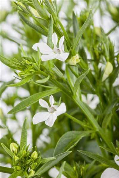 Lobelia erinus, weiß