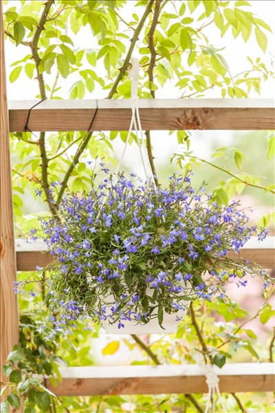 Lobelia erinus