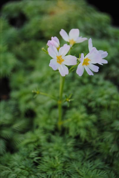 Hottonia palustris