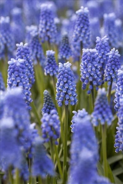 Muscari 'Blue Magic'