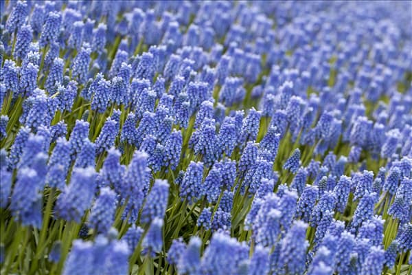 Muscari 'Blue Magic'