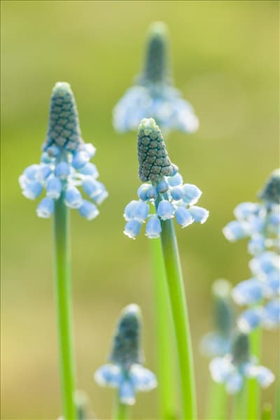 Muscari 'Blue Magic'
