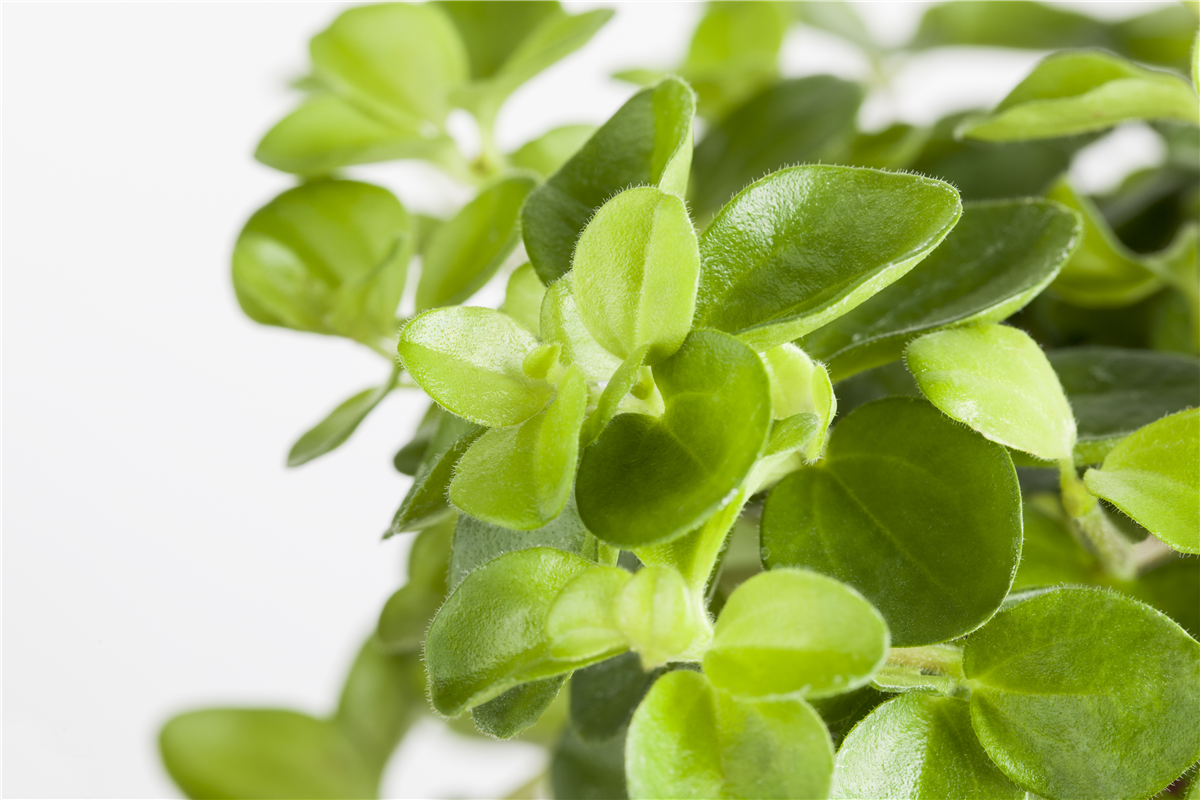 Peperomia rotundifolia 'Rondo Veneziano'