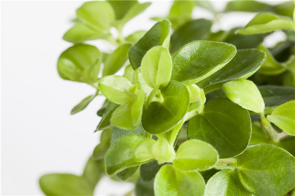 Peperomia rotundifolia 'Rondo Veneziano'