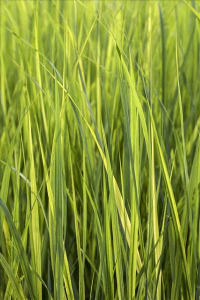 Panicum virgatum 'Northwind'