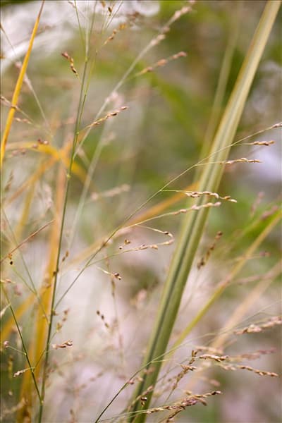 Panicum virgatum 'Northwind'
