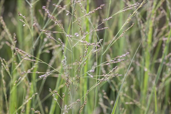 Panicum virgatum 'Northwind'