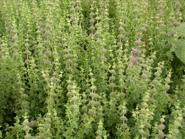 Mentha pulegium
