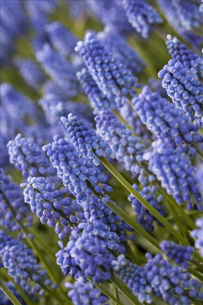 Muscari 'Early Magic'