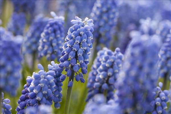 Muscari 'Early Magic'