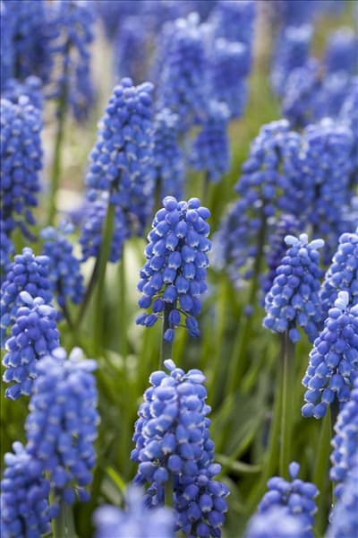 Muscari 'Early Magic'
