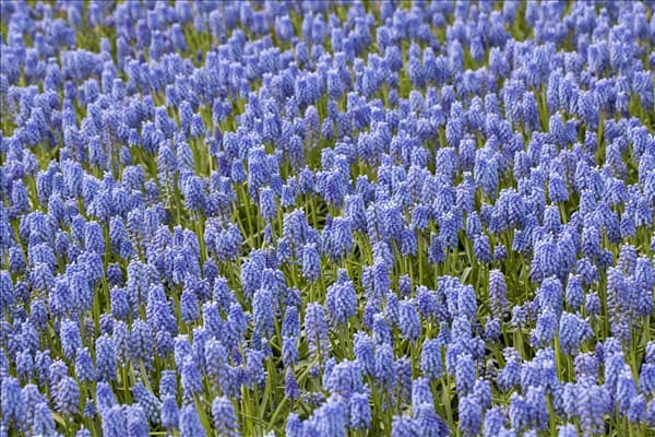 Muscari 'Early Magic'