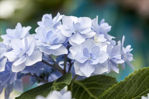 Hydrangea 'You & Me'®
