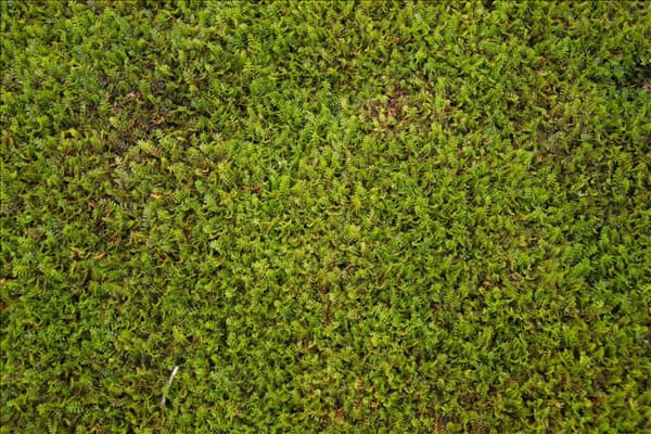 Leptinella squalida