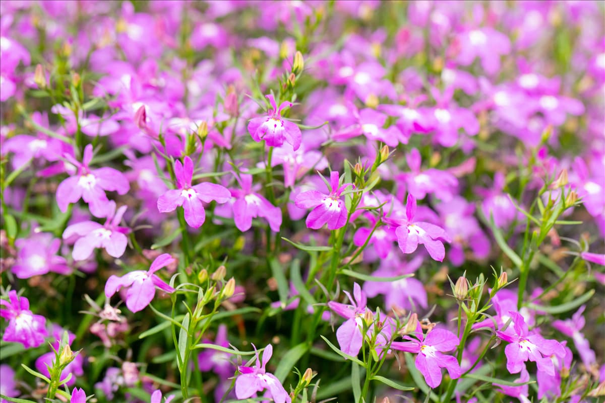Lobelia erinus 'Bella Rosa'