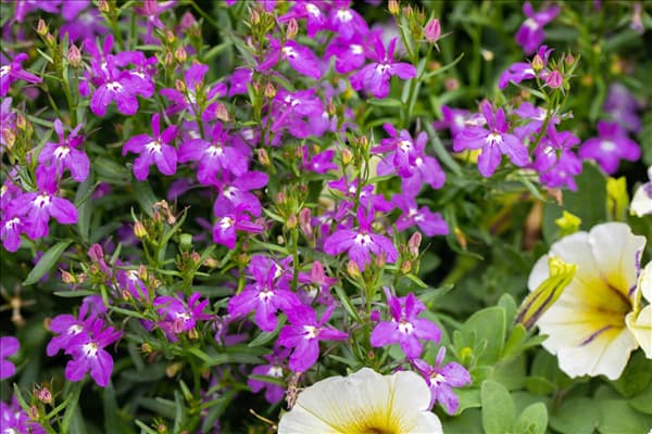 Garden Party 'Waterrose Lights'