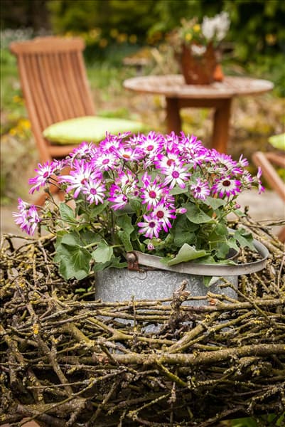 Pericallis cruentus